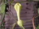 Image result for Ceropegia spatuliloba