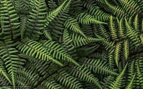Download Wallpaper Fern Forest Leaves Free Desktop Wallpaper In The Resolution 1920x1200 Picture 54298 Fougere Credence Deco Fond De Hotte Verre