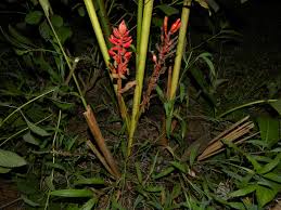 Image result for Renealmia