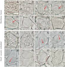 Check spelling or type a new query. The Relationship Between Vacuolation And Initiation Of Pcd In Rice Oryza Sativa Aleurone Cells Scientific Reports