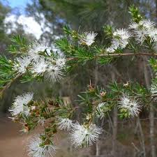 Image result for Annickia ambigua