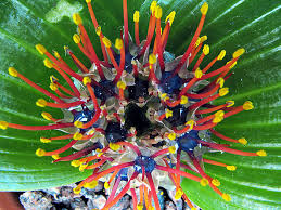 Image result for Daubenya