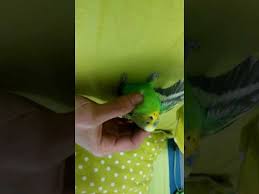 Kus Olumu Youtube