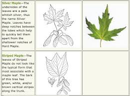 silver maple tree leaf identification garden design ideas