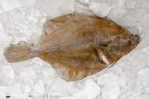 Image result for Pleioceras