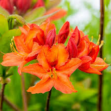 Spring Hill Nurseries 4 In Pot Mandarin Lights Hardy Azalea Rhododendron Live Potted Deciduous Plant With Orange Flowers 1 Pack 98993 The Home Depot Spring Hill Nursery Azalea Shrub Azaleas
