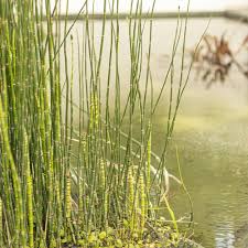 Image result for Equisetum