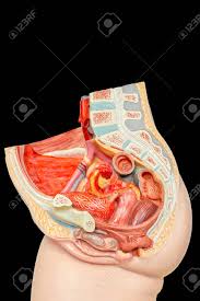 Mons veneris the mons veneris, latin for hill of venus (roman goddess of love) is the pad of fatty tissue that covers the pubic bone below the abdomen but above the labia. Internal Female Organs In Abdomen Or Model Isolated On Black Background Stock Photo Picture And Royalty Free Image Image 118900042