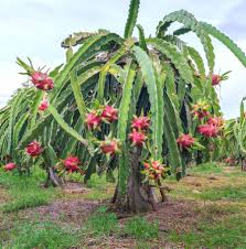 Another common problem is light. Dragon Fruit In The Wild Dragon Fruit Tree Dragon Fruit Cactus Cactus Seeds