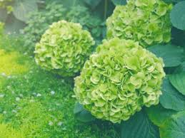 Letto di fiori di ortensie. Fiori Di Ortensie Verdi Perche L Ortensia Fiorisce In Verde Ilgiardino