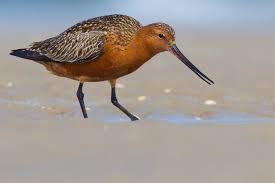 Check spelling or type a new query. Bar Tailed Godwit Limosa Lapponica Info Details Facts Images