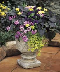 Container Garden Design Foliage And Texture Proven Winners Container Garden Design Container Plants Container Flowers