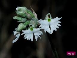 Image result for Cheirostylis