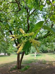 Image result for Terminalia boivinii