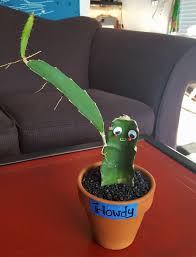 Recently, people have had many questions about our cactus farm and i would like to share some details. My Cactus Has Recently Grown A New Arm With Roots Should I Cut It Off And Replant It Cactus