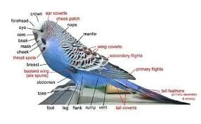 Parts Of Budgies Budgiesofinstagram Budgies Birds Africanbirds Africanlovebirds Lovebirdsofinstagram Memes Birdsofinsta In 2020 Budgies Budgies Bird Budgerigar