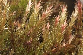 Image result for Monothecium