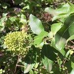 Image result for Nuxia congesta