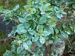 Image result for Nuxia congesta