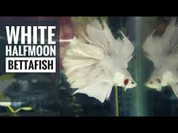 Ikan cupang merupakan spesies ikan tropis, jadi sangat mudah ditemui di daerah asia tenggara dan salah satunya adalah di indonesia. Cupang Putih Rosetail Slayer Youtube