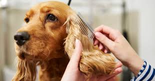 Check spelling or type a new query. 15 Dog Grooming Tools To Clean Your Pet At Home