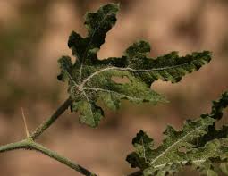 Image result for Acanthosicyos naudinianus