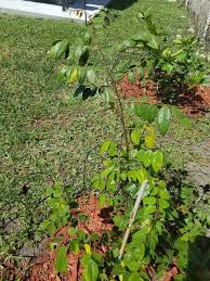 Star fruit is sweet as well as sour in taste and is very rich in vitamin c. Star Fruit Tree With Yellow Leaves And Brown Spots