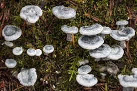 Image result for Blotiella natalensis