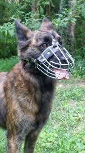 Dutch Shepherd Female 2yr With Ray Allen Muzzle Guard