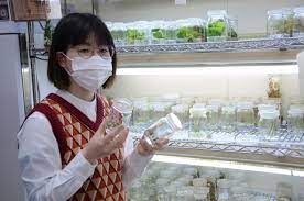 Arisa Nakano, lead author of t [IMAGE] | EurekAlert! Science News Releases