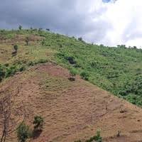 Image result for Pavetta mocambicensis