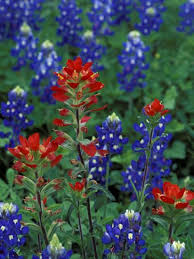 Wildflowers such as bluebonnets, indian paintbrush, coreopsis, bladderpod and basin bellflower bloom in the spring. Texas Bluebonnet And Indian Paintbrush Texas Usa Photographic Print Claudia Adams Allposters Com