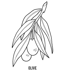 Coloring Book For Children Olive Tree Branch Stock Vector Illustration Of Cluster Outline 120389447