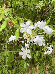 Image result for Plumbago zeylanica