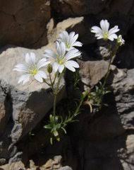 Image result for Cerastium afromontanum