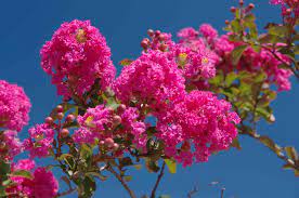 They're good fresh or dried to garnish soups and salads. 11 Pink Flowering Trees For Your Yard