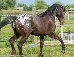 Big Beautiful Reg Appaloosa Friesian Filly 2 Year Old Sporthorse Horses For Sale Epona Exchange Eva Horses Horses For Sale Knabstrupper Horse