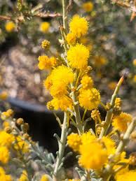 Image result for Alinula paradoxa