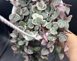 Image result for Ceropegia rendallii