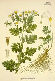 Image result for Feverfew