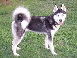 Find puppies in canada | visit kijiji classifieds to buy, sell, or trade almost anything! Memphis Tn Siberian Husky Meet Kota A Pet For Adoption