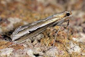 Image result for Euclasta