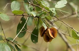 Image result for Combretum apiculatum