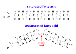 Image result for Fatty Acid