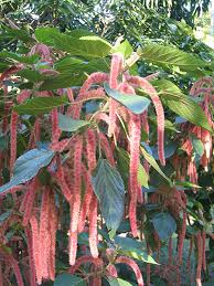 Image result for Acalypha hispida