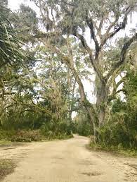 Beaver Tree Service And Stump Grinding Local Family Owned And Operated Licensed And Insured Commercial Or R Tree Service Ponte Vedra Florida Country Roads