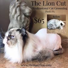 She does look extra cute with her little lion cut and she looks so much smaller too. The Lion Cut 65 Includes Style And Shampoo