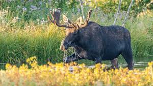 Check spelling or type a new query. How To Spot A Moose Odyssey Resorts