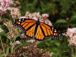 Mariposa Monarca National Geographic