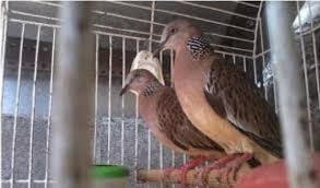 Meski sering ditangkap dengan cara. Cara Ternak Burung Ternak Murai Logberd Kacer Puyuh Harga Jenis Obat